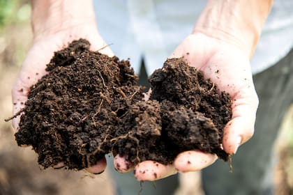 Aplicar compost es una práctica jardinera que va a brindar beneficios a las plantas todo el año, pero especialmente en invierno para protegerlas de los hongos.