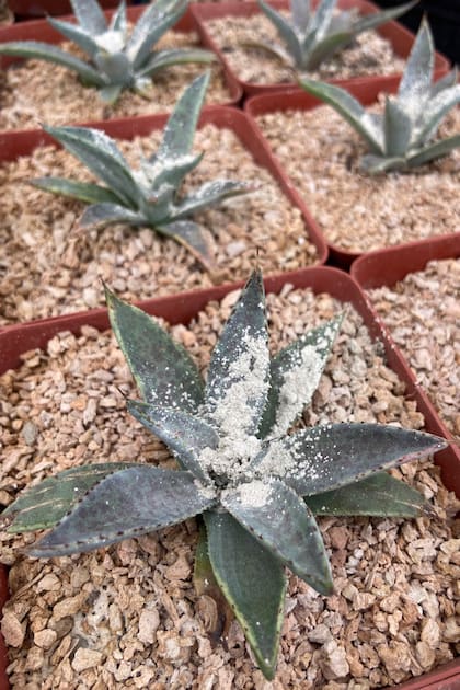 Aplicar tierra de diatomeas por unos días ayuda a desecar caracoles y babosas
