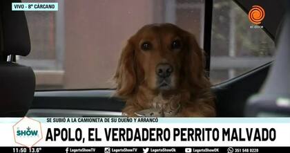 Apolo, el perro que cometió el incidente viral