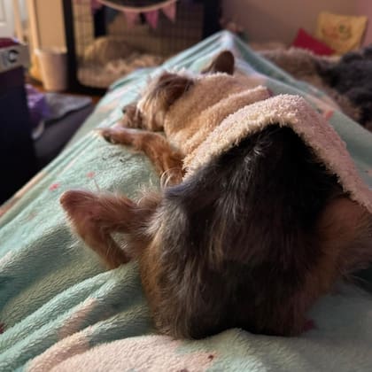 Apple a salvo y lista para recibir atención médica, calidez y ternura.