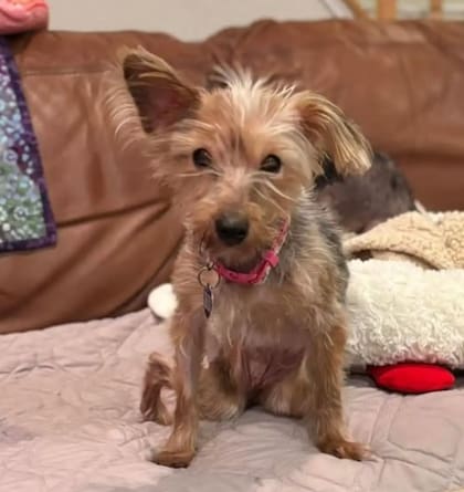 Apple fue abandonada en un basural de los Estados Unidos