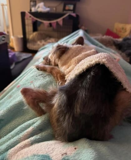 Apple recibió la contención necesaria para mejorar su salud