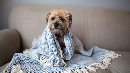 Aprendé qué hacer para mantener a tu mascota abrigada y segura durante los meses más fríos del año