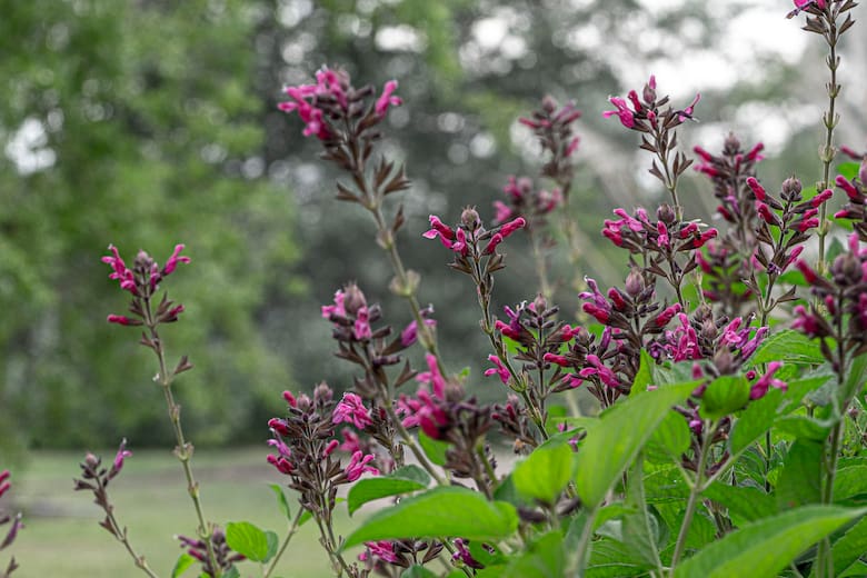 Guía esencial para identificar las salvias más comunes y elegir el mejor lugar para cultivarlas
