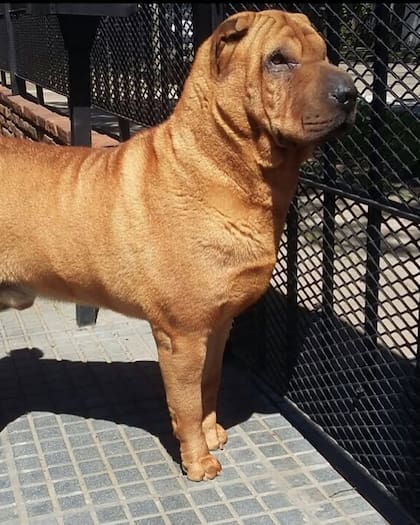 "Aprender a vivir sin vos", detalló Matías Defederico tras la muerte de su perro