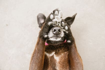 “Aquel perro triste y desgarbado resultó ser un personaje de película".