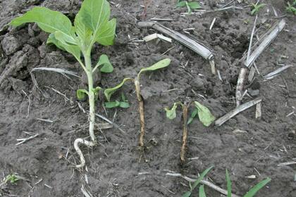 Aquellas personas involucradas en el uso de agroquímicos deben estar capacitadas para su correcto manejo