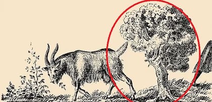 Aquí es donde se ubica el rostro de la mujer