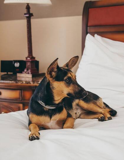 Aquí las mascotas también pueden ser parte del plan, porque todo el hotel es pet friendly.