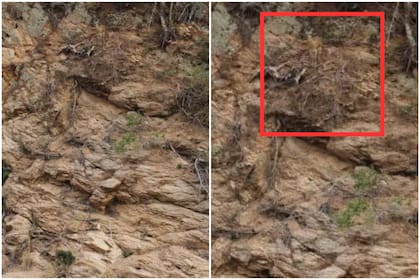 Aquí se encuentra el ciervo entre la maleza