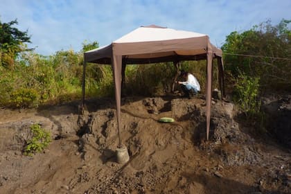 Un grupo de paleontólogos descubrió en Venezuela el resto fósil del murciélago vampiro más antiguo del mundo
