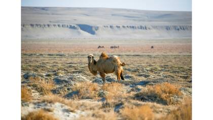 El camello pasta en un antiguo fondo marino en las afueras de la aldea de Zhalanash, cerca del mar de Aral