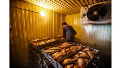 Galymzhan trabaja en una fábrica, clasificando peces en la aldea de Bogen