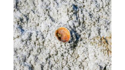 Una concha de mar en un suelo salino