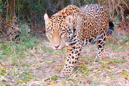 Arami es el séptimo ejemplar de yaguareté en libertad en el Parque Nacional Iberá, en Corrientes.