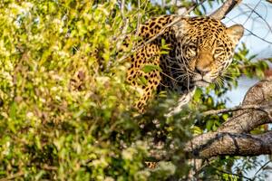 Arami fue liberada el viernes pasado en el Parque Nacional Iberá, en la provincia de Corrientes, donde el yaguareté se había extinguido hacía más de 70 años