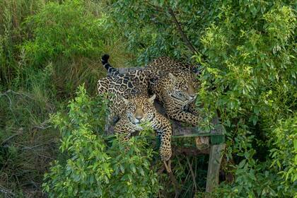 Arami y su hermana Mbarete en el Centro de Reintroducción de Yaguareté del Parque Iberá, antes de ser liberada