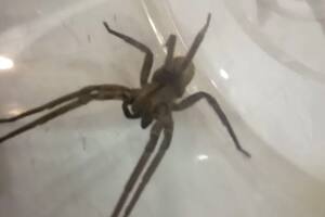 Mar del Plata: encuentran una enorme araña “bananera”