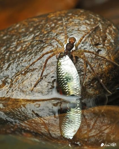 Araña pescadora no caza con telaraña sino con veneno (FB @macro.kasherp)