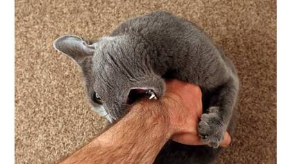 Arañar es un comportamiento esencial en los felinos, ya que de esta manera liberan estrés, se comunican y estiran sus músculos
Foto: iStock