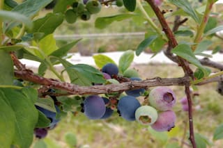 Hace más de 20 años huyó del ruido de Buenos Aires, sufrió una pérdida irreparable y hoy renace con una preciada fruta