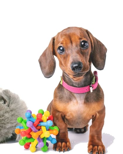 Araucan ofrece un servicio integral para todas las necesidades de la mascota