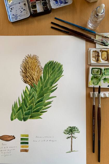 Araucaria araucana que crece al norte de Neuquén