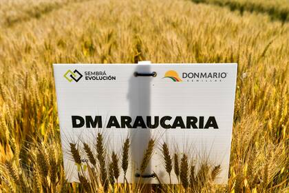 Araucaria es uno de los productos de la firma