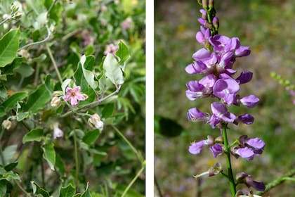 Araujia sericifera y Lonchocarpus nitidus, dos plantas hospederas que sirven de alimento a larvas y promueven la biodiversidad