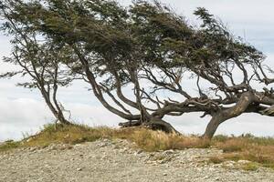 Árbol bandera en la ruta J de Tierra del Fuego.