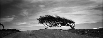 "Árbol bandera" es una foto de 1998