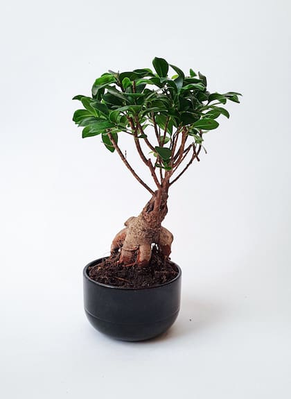 Árbol de Ginseng