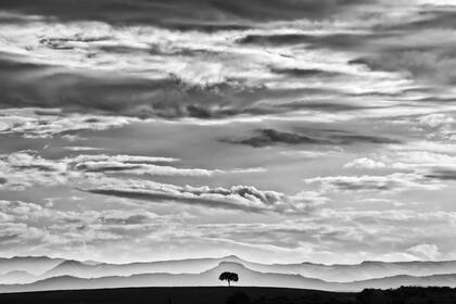 "Árbol de la vida"; último quebracho sobreviviente en un campo del norte de Córdoba