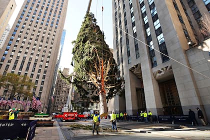 Este año, el árbol de Navidad del Rockefeller Center proviene de una familia de de East Greenbush (RockefellerCenter/Archivo)
