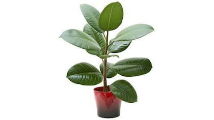 Árbol del caucho (Ficus robusta): una opción resistente para el hogar
