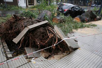 Arboles caídos en avenida El Cano y Delgado en el barrio de Belgrano