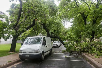 Árboles caídos en El Gaucho y Estrella Federal