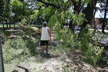 Árboles caídos en el norte de la provincia de Buenos Aires