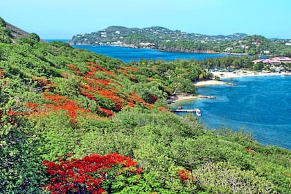 Árboles en la ladera de Pigeon Island, Santa Lucía, con los complejos turísticos de Rodney's Bay a lo lejos