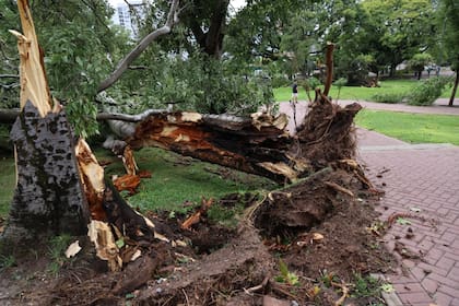 Arboles y ramas caídos en Parque Lezama