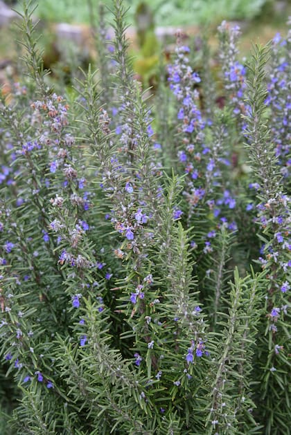Arbusto de 1 a 2 m de altura, el romero es muy ramificado y de follaje aromático.