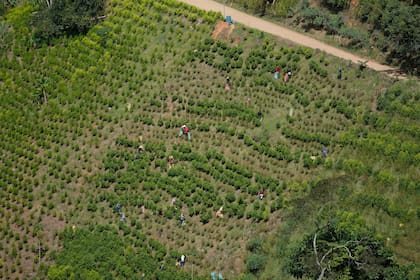 ARCHIVO- Agricultores recolectan hojas de coca en una ladera del Cañon de Micay en el suroeste de Colombia.