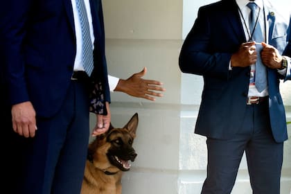 Archivo.- Commander, el perro del presidente estadounidense Joe Biden, observa cómo Biden aborda el Marine One en el jardín sur de la Casa Blanca en Washington, DC, el 25 de junio de 2022