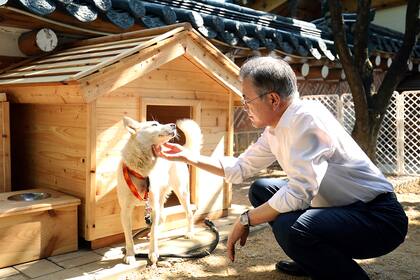 ARCHIVO - En esta foto provista en octubre de 2018 por la Casa Azul Presidencial de Corea del Sur, el presidente surcoreano Moon Jae-in acaricia un perro blanco de raza norcoreana pungsan llamado Gomi, en Seúl, Corea del sur. (Casa Azul Presidencial de Corea del Sur via AP, File)