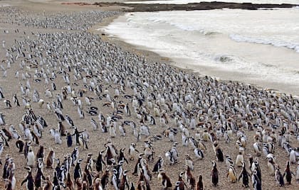 ARCHIVO - Pingüinos de Magallanes cubren una playa en la península de Punta Tombo, en la Patagonia argentina