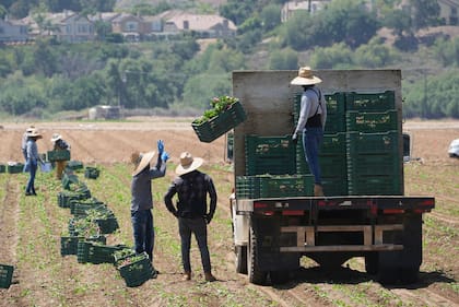 ARCHIVO - Trabajadores agrícolas recolectan verduras, el 12 de junio de 2025, en Moorpark, California. (AP Foto/Damian Dovarganes)