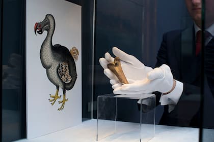 ARCHIVO - Un raro fragmento del fémur de un dodo es exhibido junto a una imagen de un miembro de la especie extinta en una casa de subastas de Christie's en Londres, el 27 de marzo de 2013. 