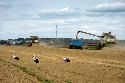 Archivo.- Varias cigüeñas permanecen delante de las cosechadoras en un campo de trigo, el martes 9 de agosto de 2022, en el pueblo ucraniano de Zghurivka (AP Foto/Efrem Lukatsky)