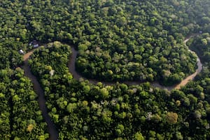 El impacto de la Amazonia es global, excede su geografía y abre un debate sobre los desafíos que tiene la Argentina