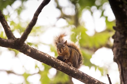 Ardilla en El Nogalar de los Toldos.